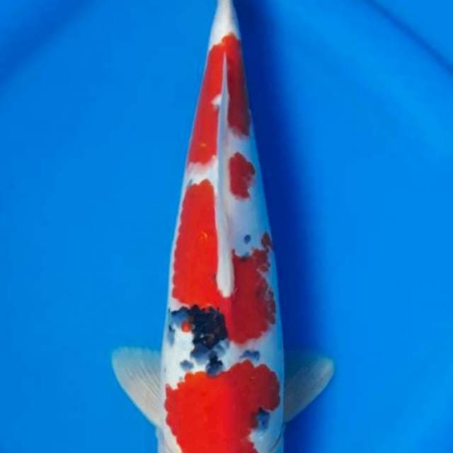 Sanke Jantan 33cm