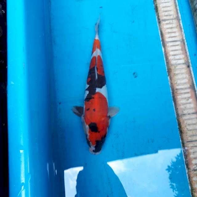 Doitsu showa 26 cm