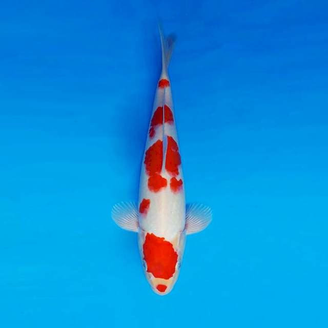 NAGUMO 3 - KOHAKU ®