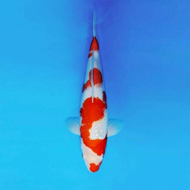 NAGUMO 4 - KOHAKU GIN RIN ®