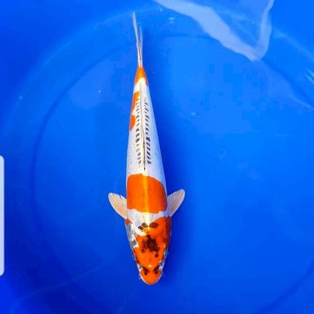 Kiko 29cm