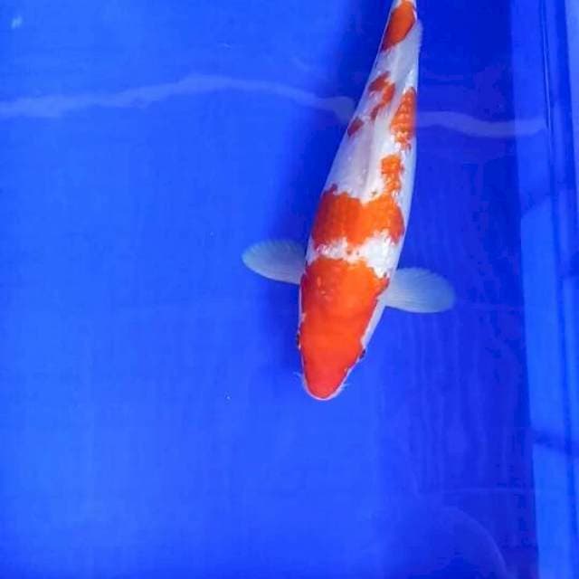 Kohaku ginrin 33 cm