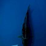 Antik 27 cm