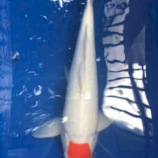 Tancho Kohaku Ori Punuk