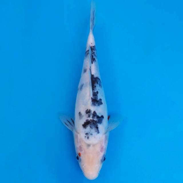 Doitsu bekko 24cm