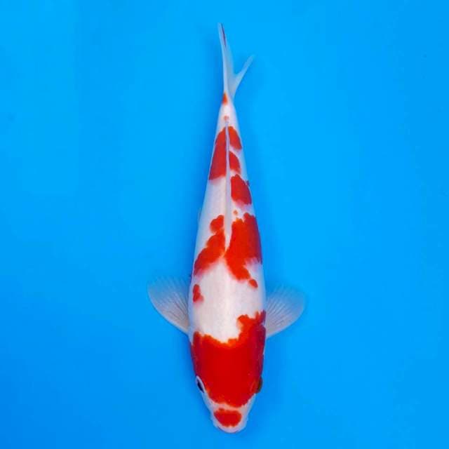 Deepred kohaku 28cm