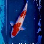 Kohaku Oshimaru