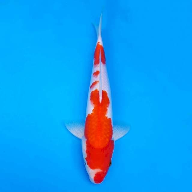 Deepred kohaku 30cm