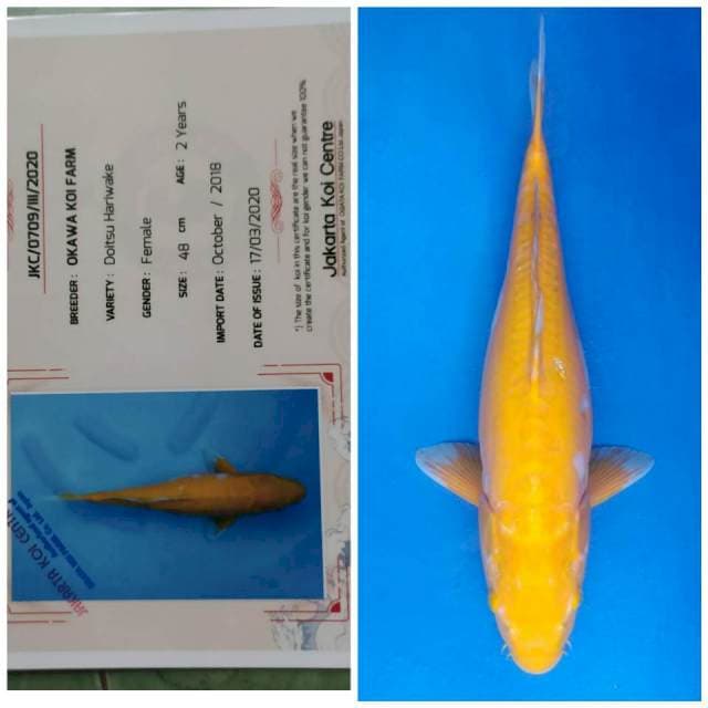 Okawa Jumbo Female Lemon