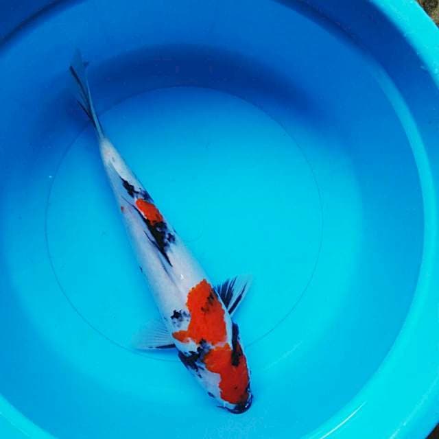 Showa 38cm male