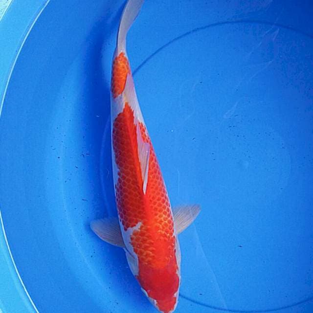 Ori kanoko 37cm male