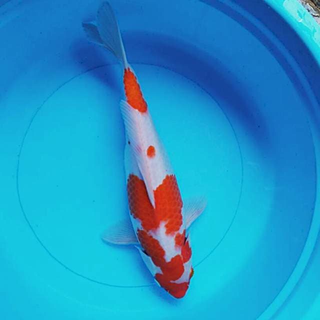 Kohaku 33cm