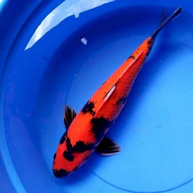 Hiu utsuri josss 43cm male