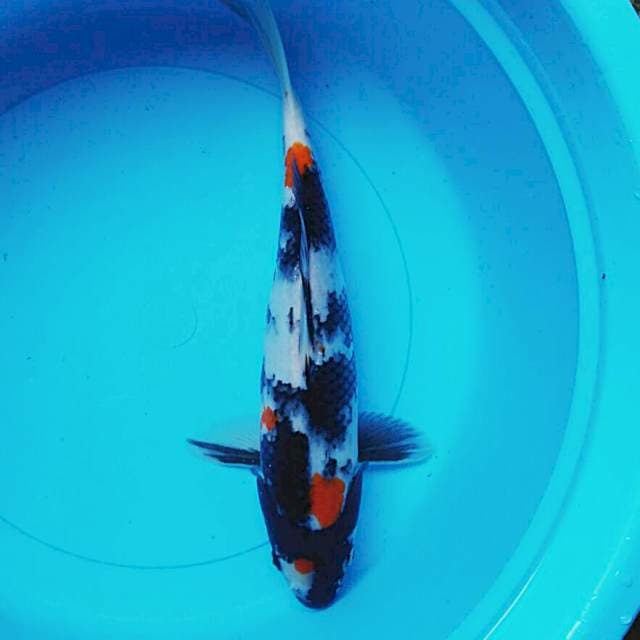 Showa jos 34cm