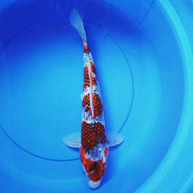 Goshiki ginrin 42cm male