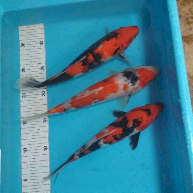 Mix 23-25cm