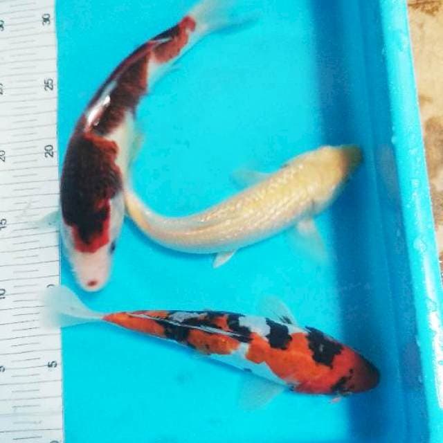 Mix 22-25cm
