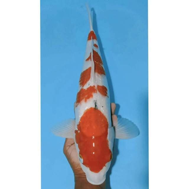 Jumbo sanke ginrin tategoi