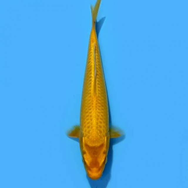 Ogon 23 cm