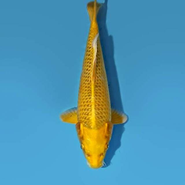 Ogon 24 cm
