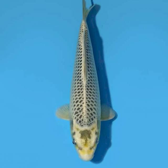 Matsuba 27 cm