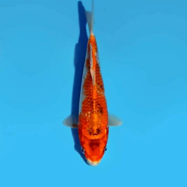 Ghosiki 24 cm