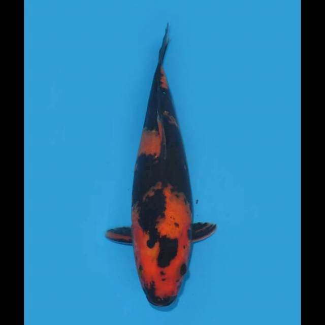 Hi Utsuri - 30cm Female