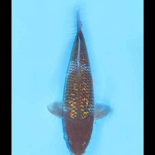 F1 Ochiba Ginrin - 30cm Male 