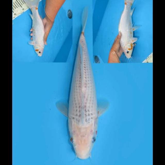 Asagi Tategoi Jumbo - 30cm Female