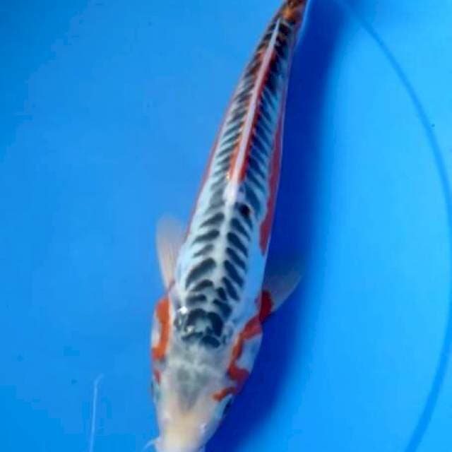 Shusui