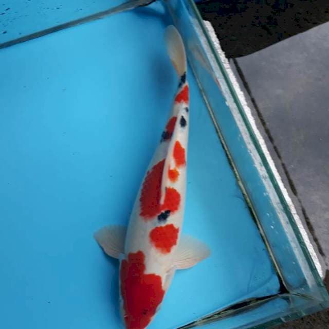 Tsubosumi merah pekat.