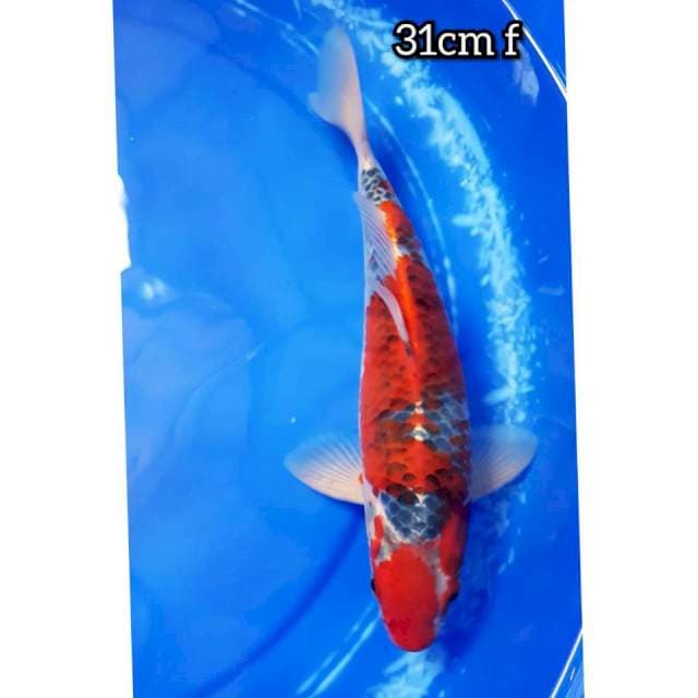 GOSHIKI MERAH 31cm