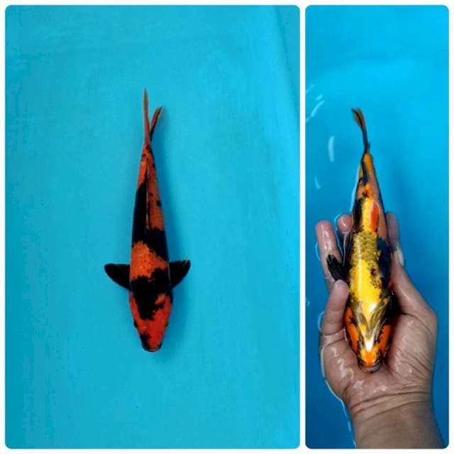 Hi-Utsuri tembus perut