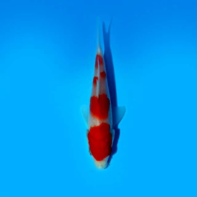 Kohaku 12 cm