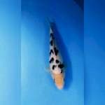 Bekko 33 cm