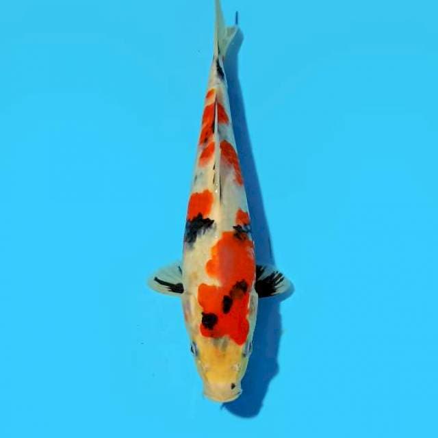 ND SANX 26CM