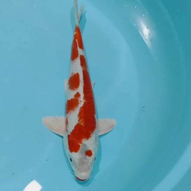 Kohari = kohaku hikari