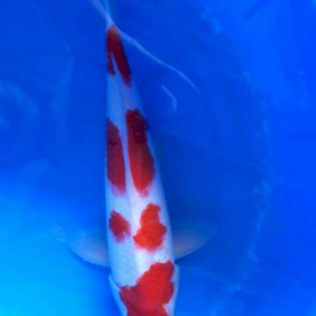 Sk kohaku f1