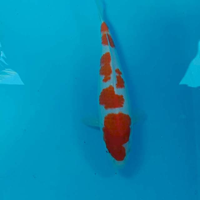 Kohaku, 32 cm