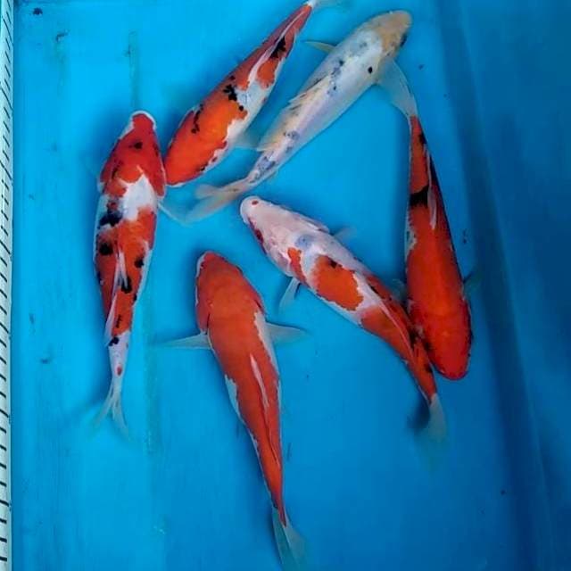 Paket mix 6 ekor