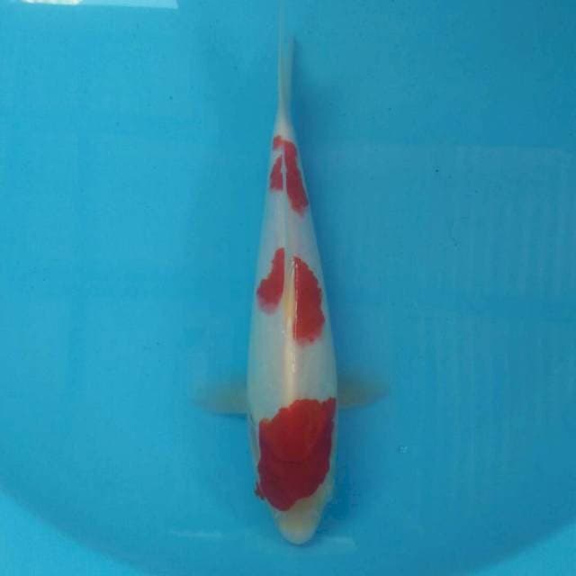 Kohaku, 30 cm