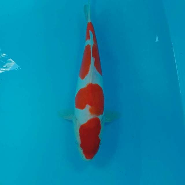 Kohaku Doitsu, 33 cm
