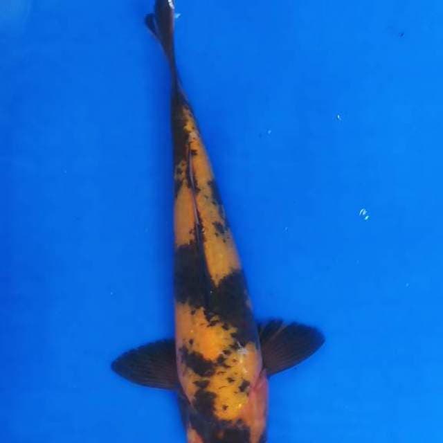Utsuri