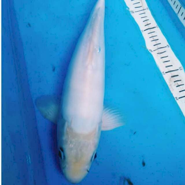 DOITSU JUMBO 40 cm