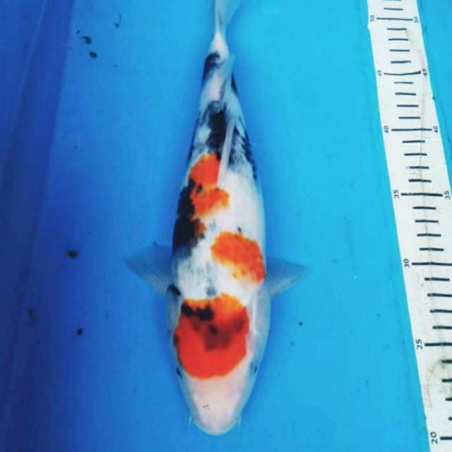 MARUTEN SHOWA 32 cm