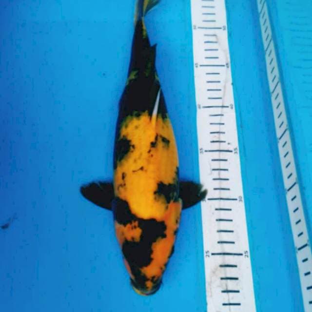 Ki UTSURI 33 cm