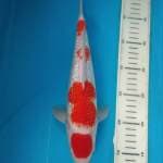 Kohaku full ginrin male 30cm