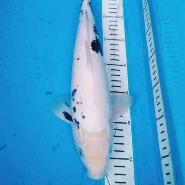 JUmBO MATSUKAWABAKE 38 cm