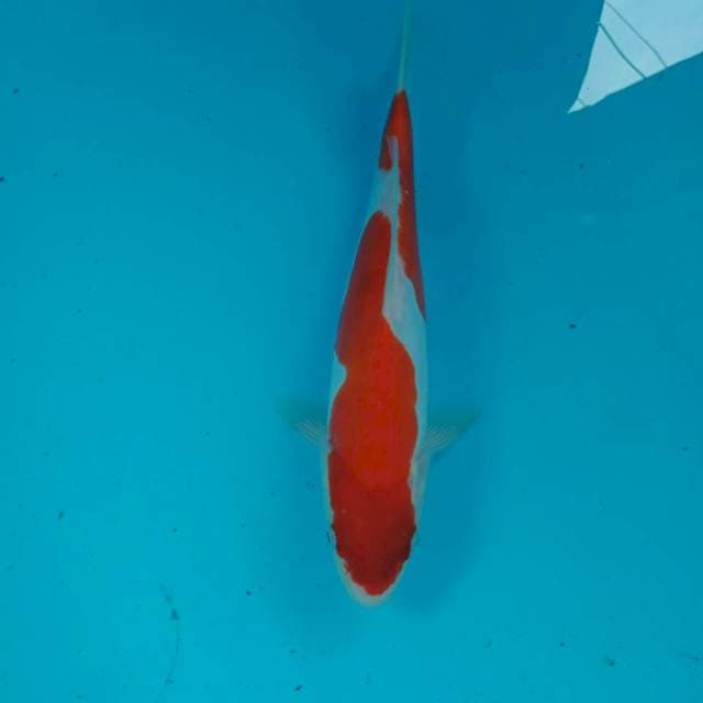 Kohaku Doitsu, 25 cm