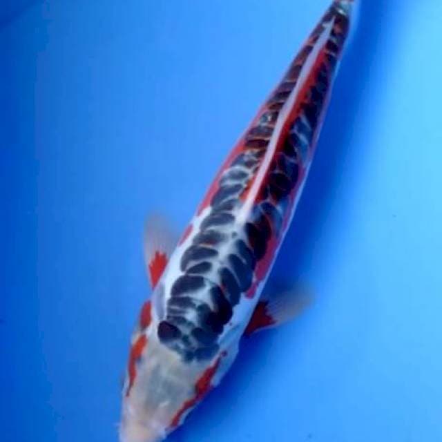 Shusui